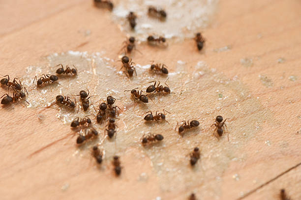 Best Residential Pest Control  in The Acreage, FL